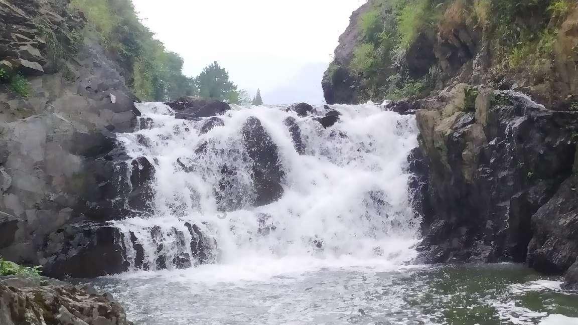 为海南热带雨林立传：读杨海蒂散文集《试卷上的作家-杂花生树》